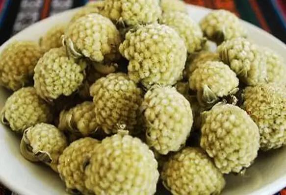 野生绿萝花的功效和药用价值 野生绿萝花的功效和药用价值
