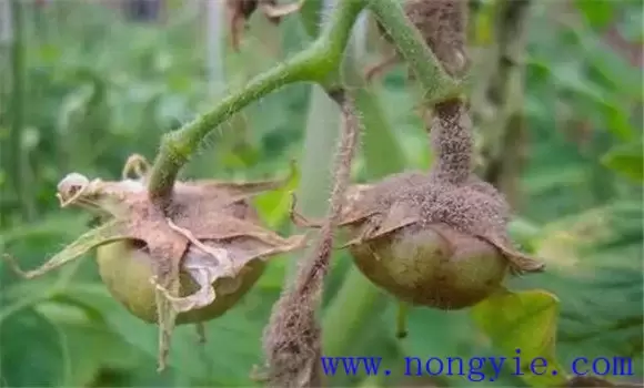 西红柿灰霉病发病原因 西红柿灰霉病发病原因