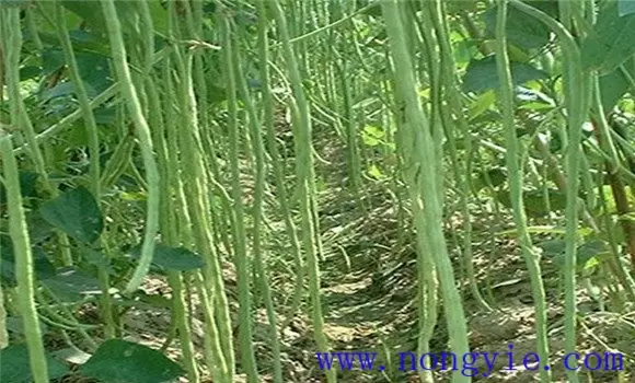 豇豆种植时间