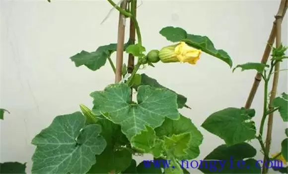 阳台种植南瓜的方法 阳台种植南瓜的方法