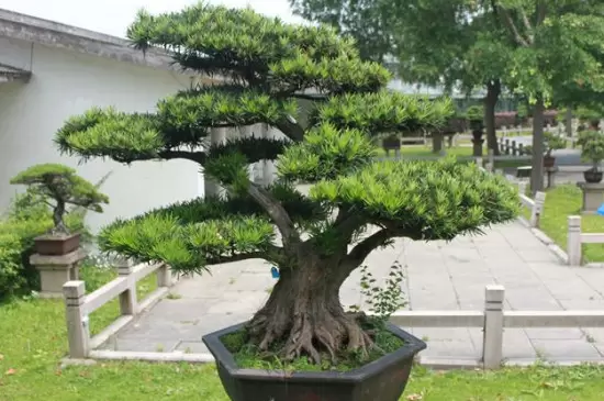 裸子植物的种子是怎么形成的 裸子植物的种子是怎么形成的