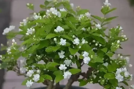 茉莉花是哪个季节的 茉莉花是哪个季节的