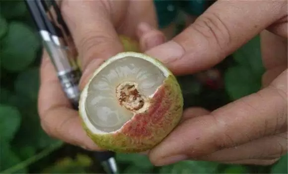 荔枝虫害怎么治 荔枝虫害怎么治