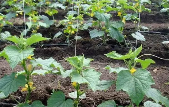 黄瓜栽培技术与管理:育苗、定植与管理 黄瓜栽培技术与管理:育苗、定植与管理