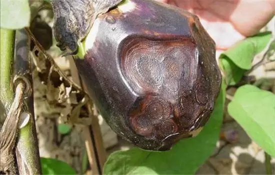 茄子病虫害防治:茄子绵疫病、褐纹病、地老虎 茄子病虫害防治:茄子绵疫病、褐纹病、地老虎