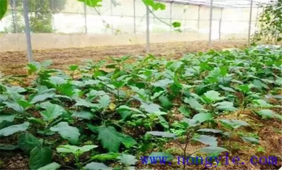 茄子嫁接育苗技术要点,以及嫁接后如何管理 茄子嫁接育苗技术要点,以及嫁接后如何管理