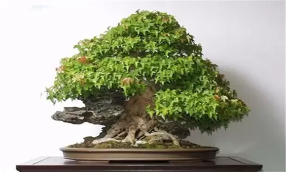 鸡爪槭盆景制作养护管理 鸡爪槭盆景制作养护管理