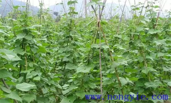 豇豆怎样进行植株调整？豇豆植株调整技术