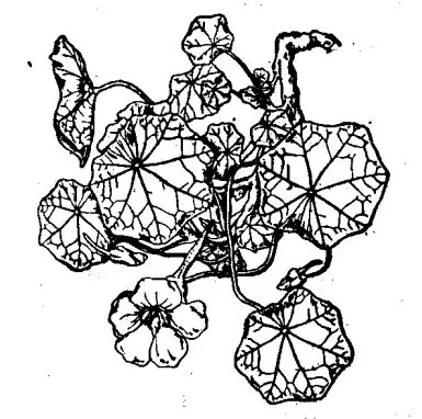 金莲花的繁殖和栽培方法 金莲花的繁殖和栽培方法