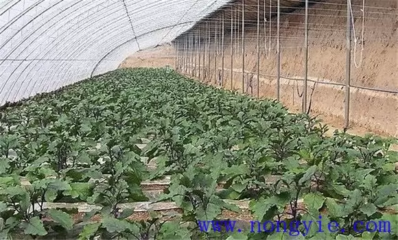 茄子日常如何管理 茄子日常如何管理