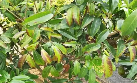 荔枝干腐病怎样治 荔枝干腐病怎样治