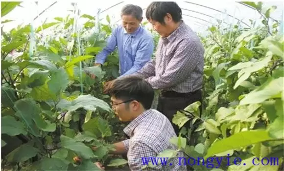 茄子再生技术简介 茄子再生技术简介