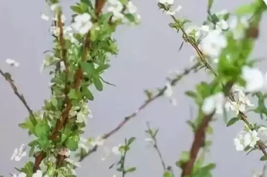 雪柳干枝为什么能开花 雪柳干枝为什么能开花