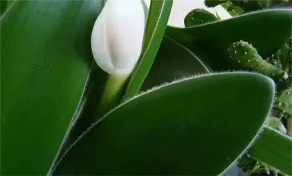 虎耳兰的养殖方法和注意事项 虎耳兰的养殖方法和注意事项