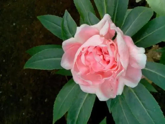适合春季播种的花,春天适合种什么花 适合春季播种的花,春天适合种什么花