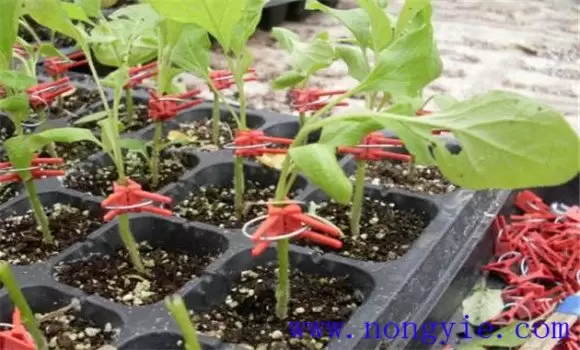 茄子嫁接的好处是什么 茄子嫁接的好处是什么
