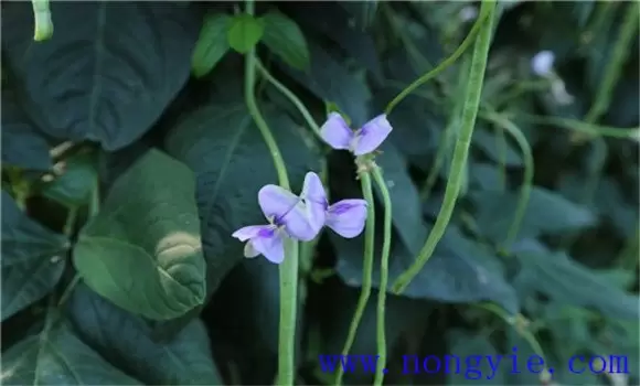 豇豆落花落荚的原因及防治方法