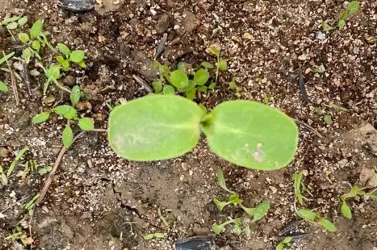 虞美人种子怎么种?最佳种植时间? 虞美人种子怎么种?最佳种植时间?