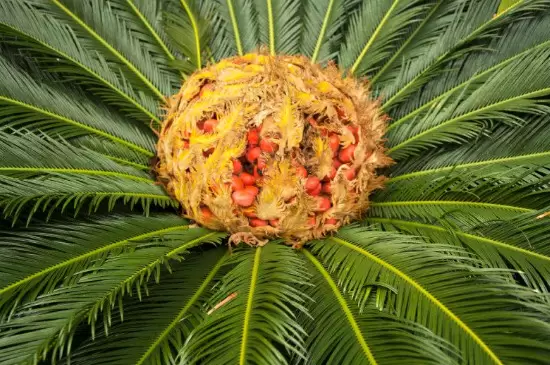 裸子植物的特点 裸子植物的特点