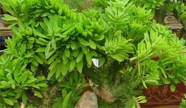 麒麟掌怎么养