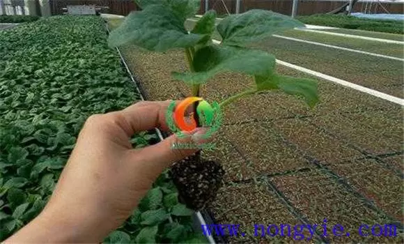 茄子嫁接育苗技术要点 茄子嫁接育苗技术要点