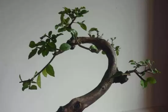 雀梅的养殖方法和注意事项 雀梅的养殖方法和注意事项