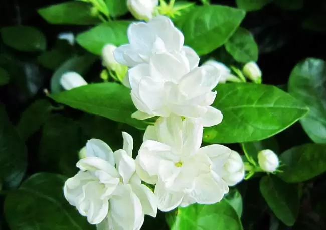 茉莉花花语和传说 茉莉花花语和传说