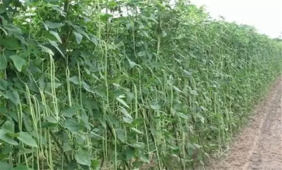 豇豆亩产量一般是多少斤 豇豆亩产量一般是多少斤