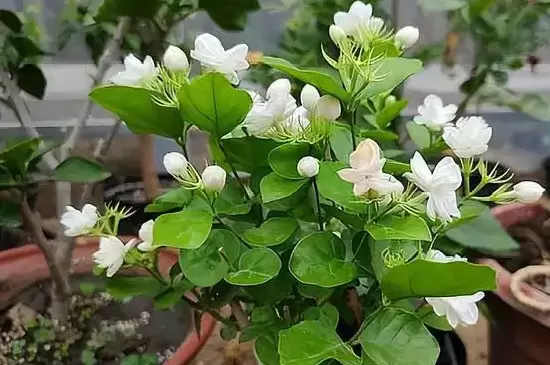 茉莉花是哪个季节的 茉莉花是哪个季节的