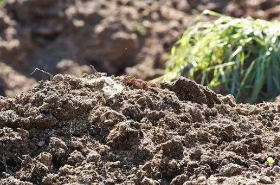 螃蟹壳可以做肥料吗 螃蟹壳可以做肥料吗