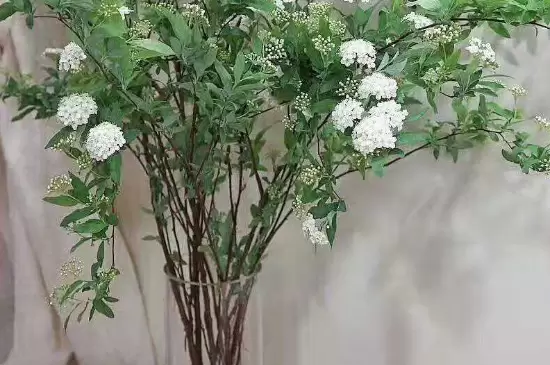 雪柳花期 雪柳花期
