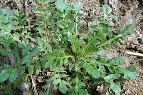 荠菜种子需要浸泡后再种植吗 荠菜种子需要浸泡后再种植吗