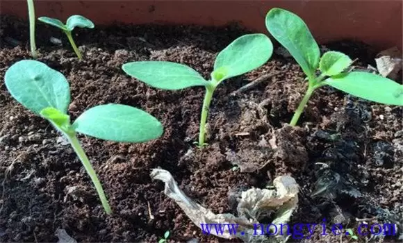 西葫芦苗期管理应注意哪些环节 西葫芦苗期管理应注意哪些环节