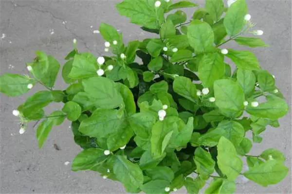 茉莉盆栽怎么养 茉莉盆栽怎么养