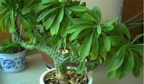 麒麟掌怎么养