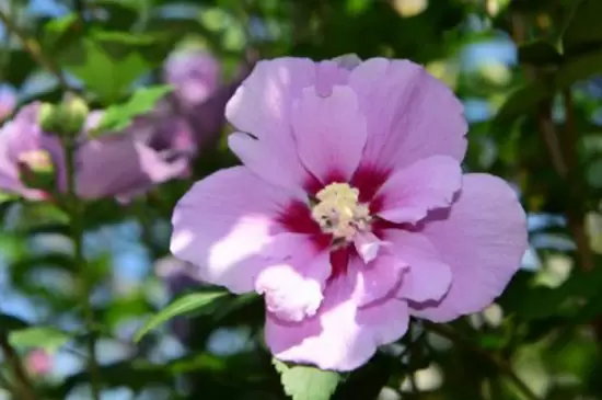 耐寒的室内花卉有哪些 耐寒的室内花卉有哪些