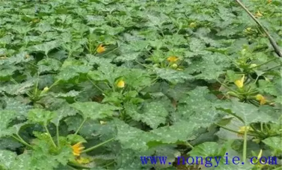 秋季西葫芦种植时间 秋季西葫芦种植时间