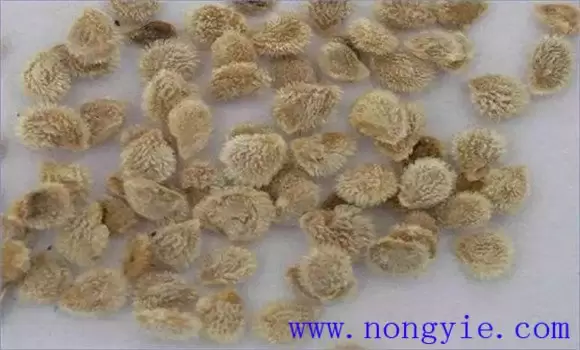 西红柿播种前应该做哪些种子处理 西红柿播种前应该做哪些种子处理