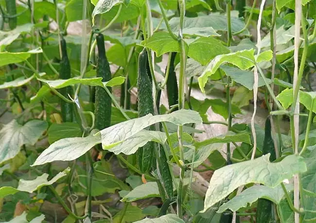 阳台黄瓜种植技术 阳台黄瓜种植技术