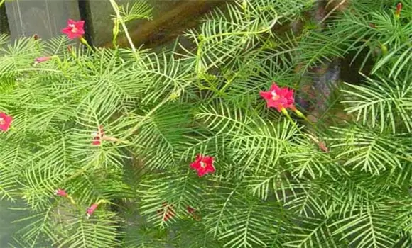 茑萝怎么种 茑萝怎么种