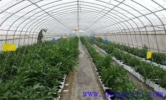 辣椒定植后的管理如何进行 辣椒定植后的管理如何进行