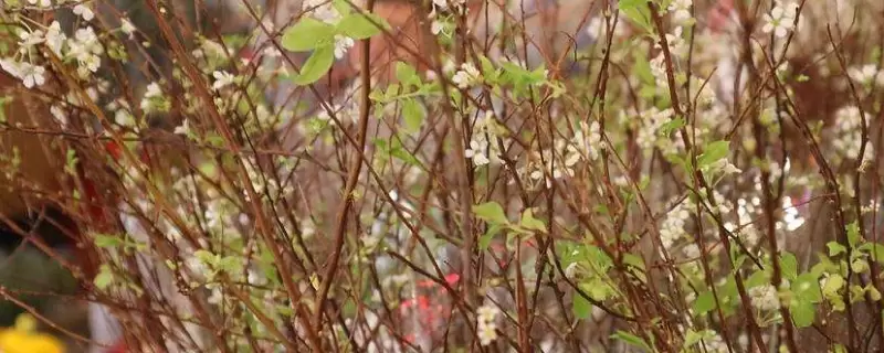 雪柳花期 雪柳花期
