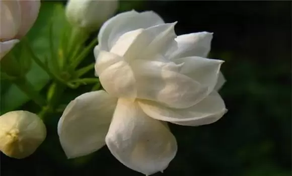铁茉莉养殖 铁茉莉养殖