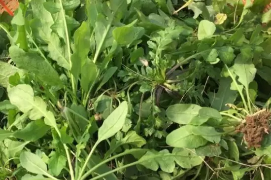 荠菜种子需要浸泡后再种植吗 荠菜种子需要浸泡后再种植吗