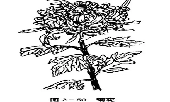 菊花的栽培方法,菊花的栽培技术要点 菊花的栽培方法,菊花的栽培技术要点