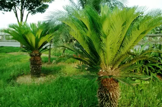 裸子植物的种子是怎么形成的 裸子植物的种子是怎么形成的