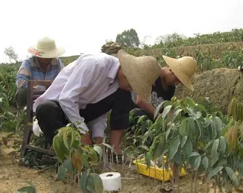 荔枝种苗高效繁殖技术 荔枝种苗高效繁殖技术
