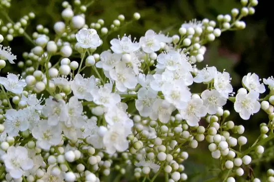 雪柳花期 雪柳花期