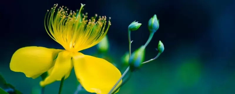 花芯和花蕊的区别 花芯和花蕊的区别