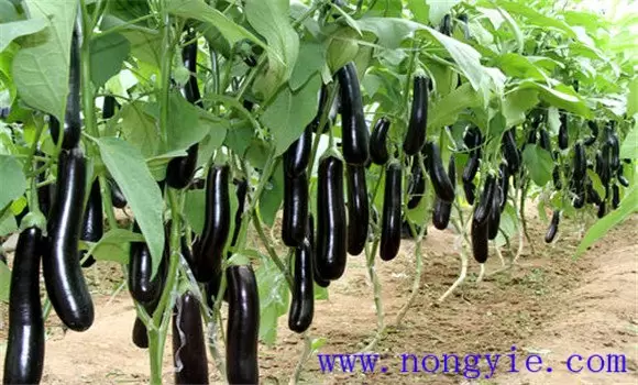 茄子高产栽培技术 茄子高产栽培技术